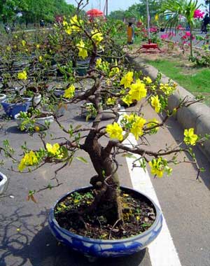 Picture 2 of Apricot planting techniques