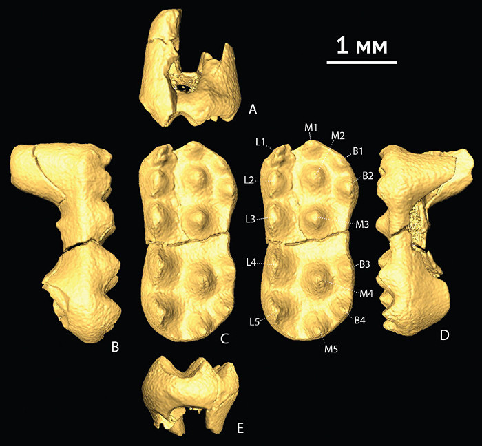 Picture 2 of Archaeological discovery of venomous mammals on hind legs