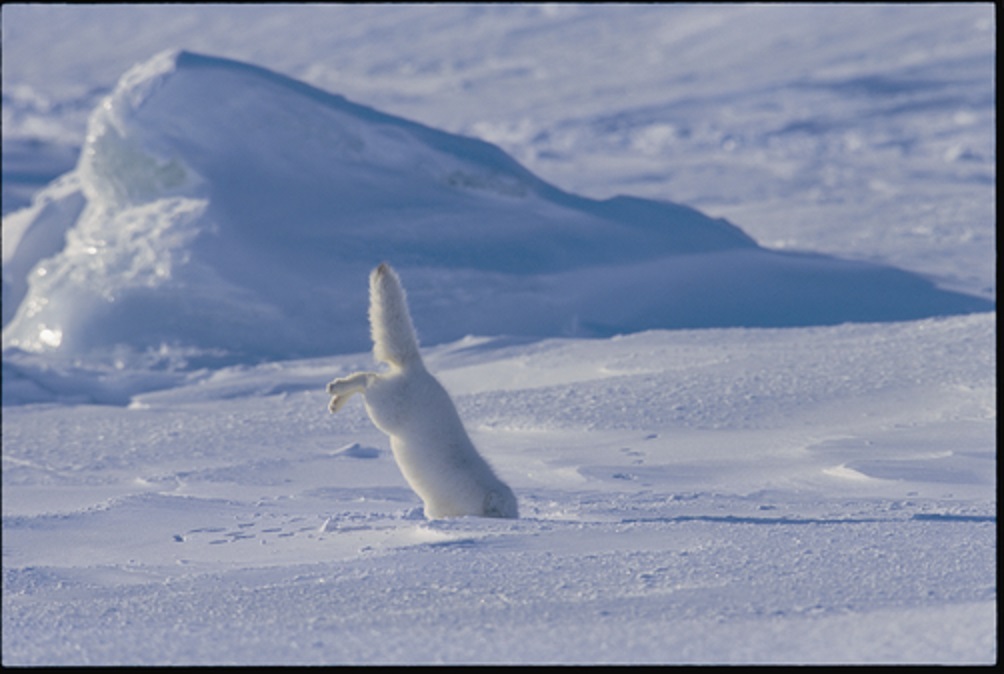 Picture 10 of Arctic fox - beautiful animals eat their own feces
