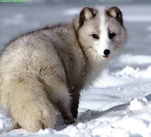 Picture 11 of Arctic fox - beautiful animals eat their own feces