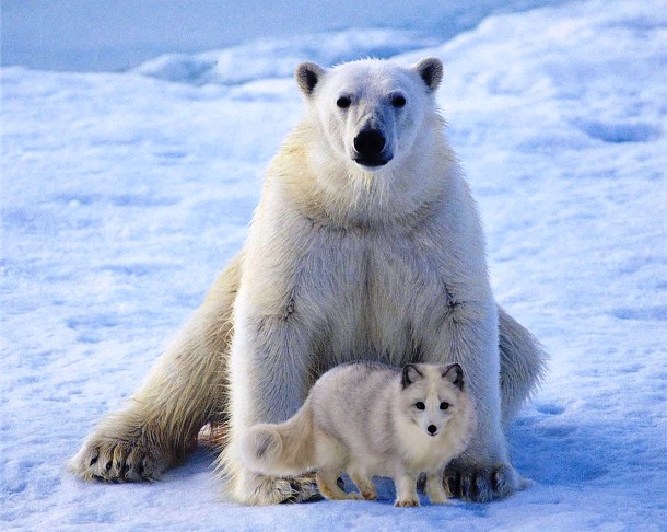 Picture 12 of Arctic fox - beautiful animals eat their own feces