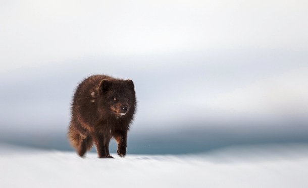 Picture 13 of Arctic fox - beautiful animals eat their own feces