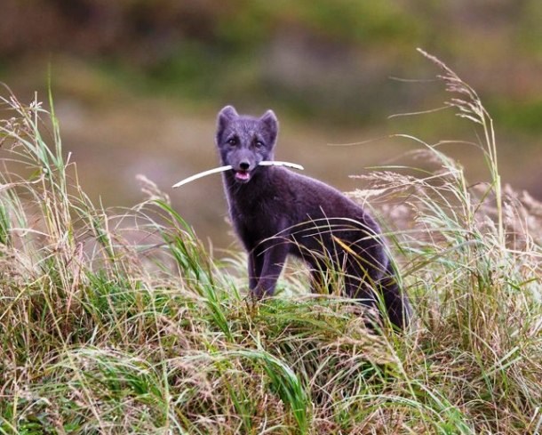 Picture 14 of Arctic fox - beautiful animals eat their own feces
