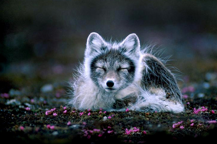 Picture 16 of Arctic fox - beautiful animals eat their own feces