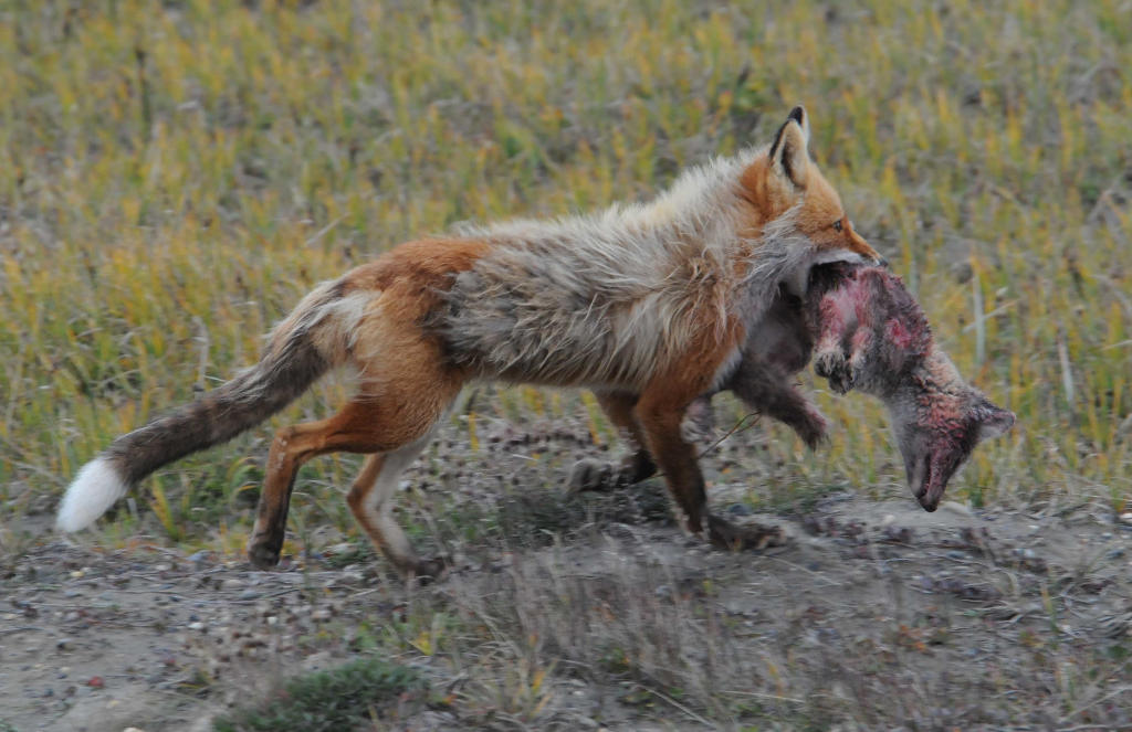 Picture 17 of Arctic fox - beautiful animals eat their own feces