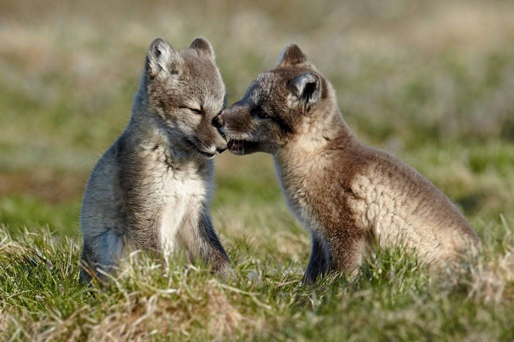 Picture 18 of Arctic fox - beautiful animals eat their own feces