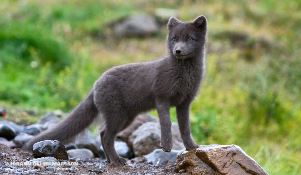Picture 19 of Arctic fox - beautiful animals eat their own feces
