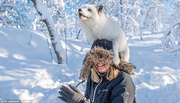 Picture 20 of Arctic fox - beautiful animals eat their own feces