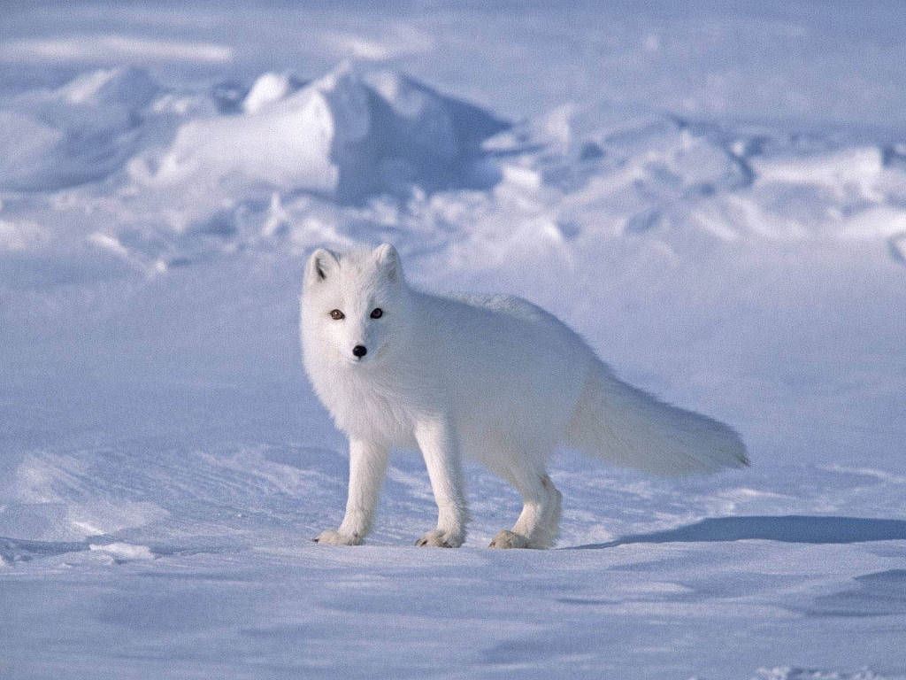 Picture 21 of Arctic fox - beautiful animals eat their own feces