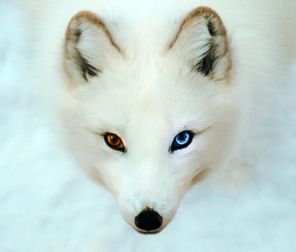Picture 22 of Arctic fox - beautiful animals eat their own feces