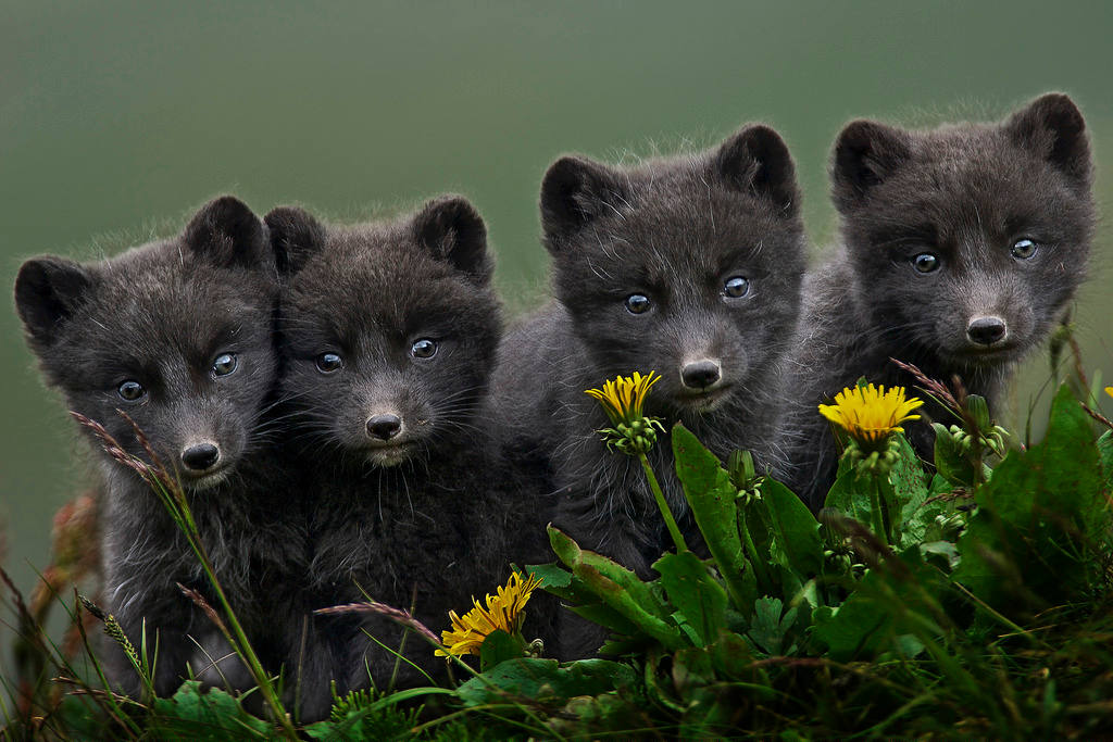 Picture 8 of Arctic fox - beautiful animals eat their own feces