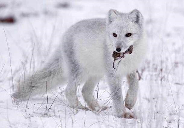 Picture 9 of Arctic fox - beautiful animals eat their own feces