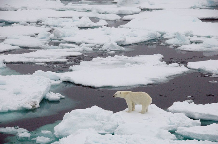 Picture 3 of Arctic ice is melting record fast