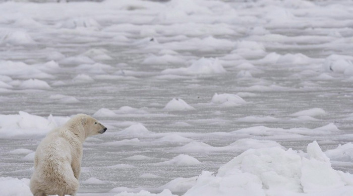 Picture 4 of Arctic ice is melting record fast