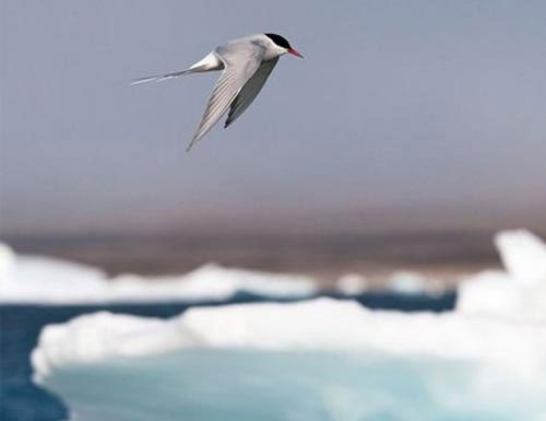 Picture 1 of Arctic terns - the champion of flight routes