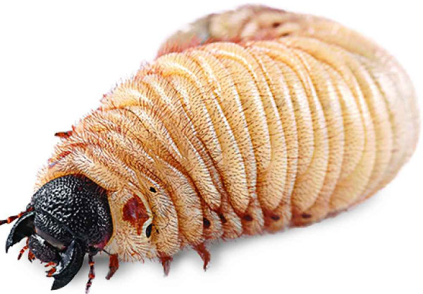 Picture 1 of Are insects obese?