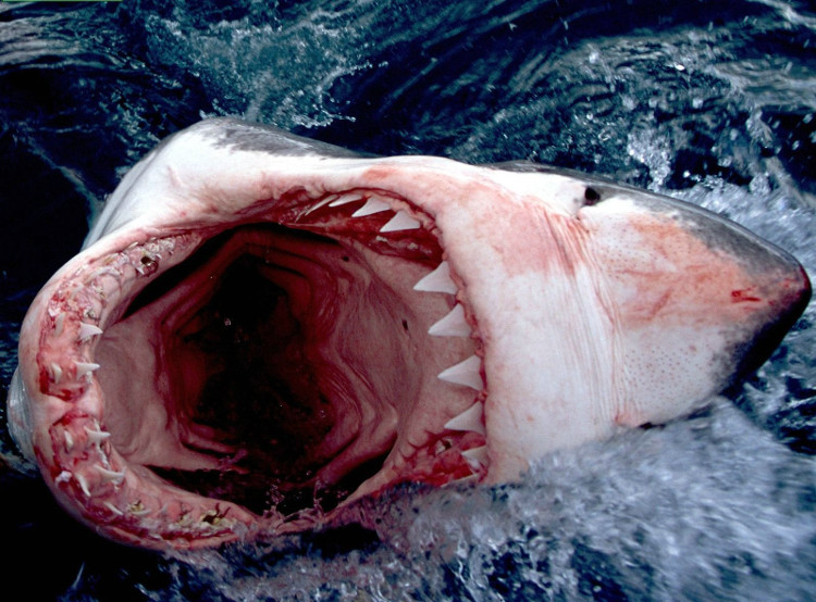 Picture 1 of Are sharks the most dangerous creature on earth?