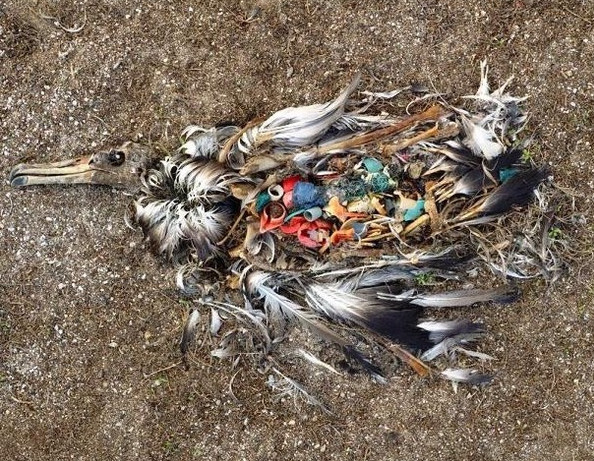 Picture 3 of Are we eating plastic waste daily?