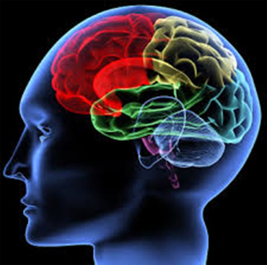 Picture 5 of Are we only using 10% of the brain?