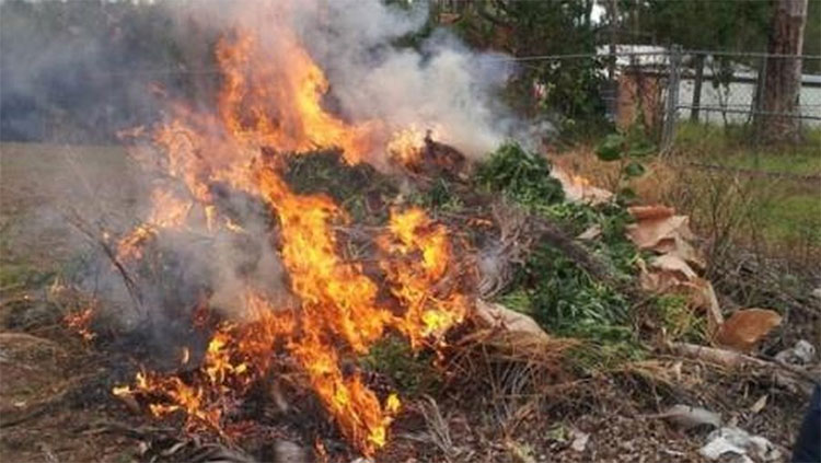 Picture 1 of Are you 'drugged' if you're near a burning marijuana field?
