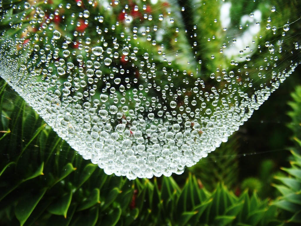 Picture 13 of Are your eyes fooled by nature?