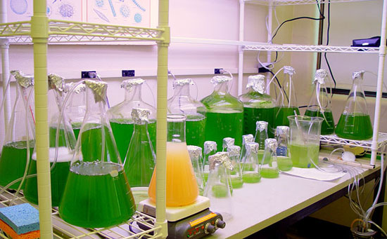 Picture 1 of Argentina produces biofuels from marine algae