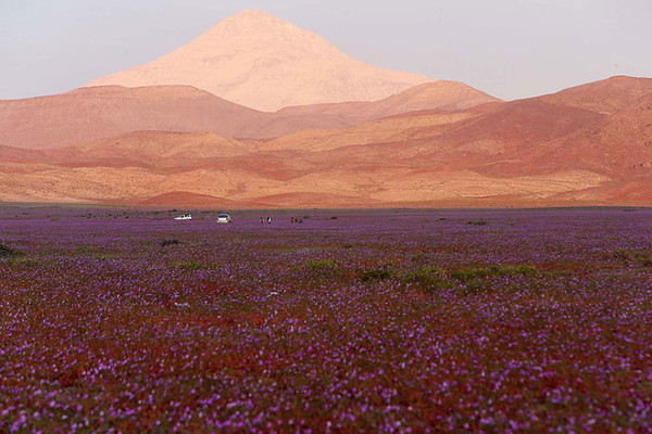 Picture 7 of Arid desert 'risen' covered with roses