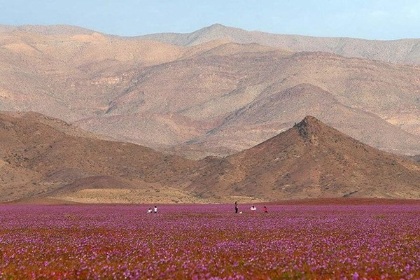 Picture 8 of Arid desert 'risen' covered with roses