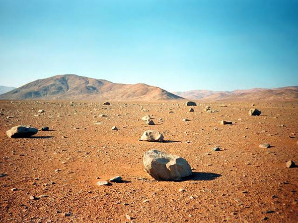 Picture 9 of Arid desert 'risen' covered with roses