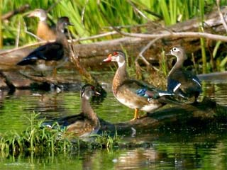 Picture 1 of 'Armed race' in the genital organs of ducks