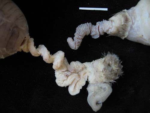 Picture 2 of 'Armed race' in the genital organs of ducks