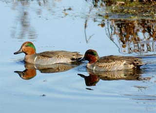 Picture 3 of 'Armed race' in the genital organs of ducks