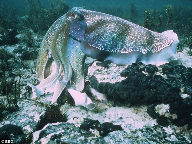 Picture 1 of Art of 'flirtatious' unique to squid