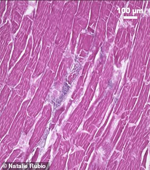 Picture 3 of Artificial beef will be available in the market: Breakthroughs for vegetarians because they do not want to kill