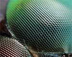 Picture 2 of Artificial eyes simulate insect eyes