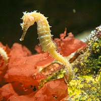 Picture 1 of Artificial reproduction of the world's largest seahorses