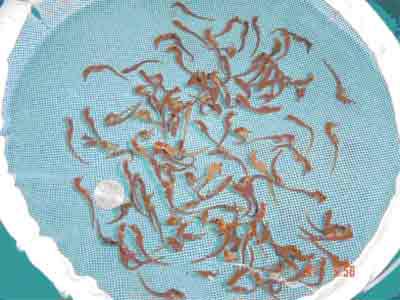 Picture 2 of Artificial reproduction of the world's largest seahorses