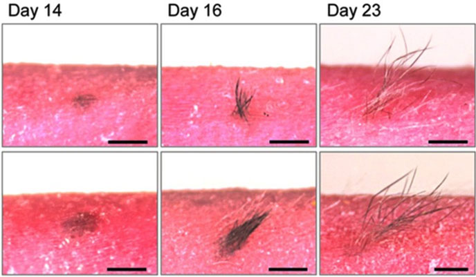 Picture 2 of Artificial skin has hair and sweat glands