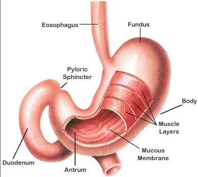 Picture 1 of Artificial stomach
