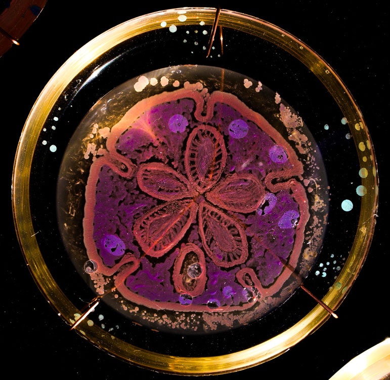 Picture 10 of Artworks painted with bacteria
