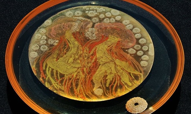 Picture 9 of Artworks painted with bacteria
