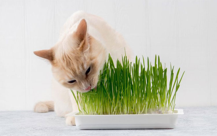 Picture 3 of As a predator, why do so many cat bosses like to eat grass?