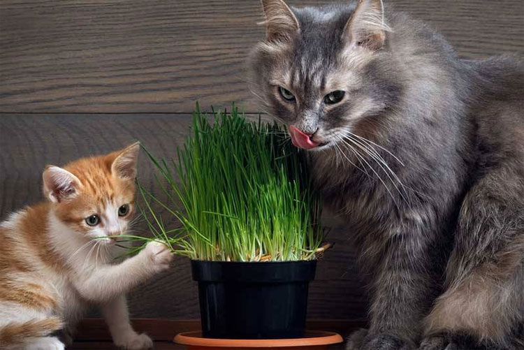 Picture 4 of As a predator, why do so many cat bosses like to eat grass?
