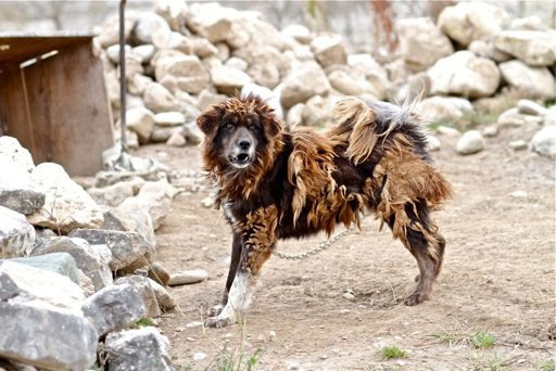 Picture 3 of As one of the most loyal dogs, why is the Tibetan clam still biting its owner?