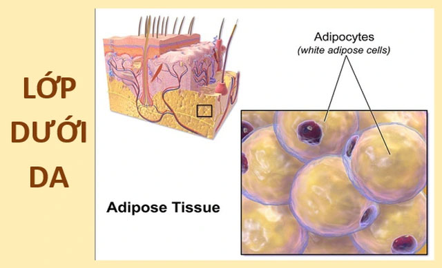 Picture 4 of As the largest organ and the one that helps us survive, how is the skin made up?