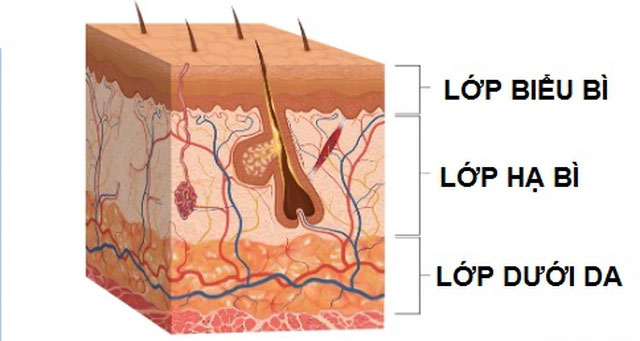 Picture 5 of As the largest organ and the one that helps us survive, how is the skin made up?