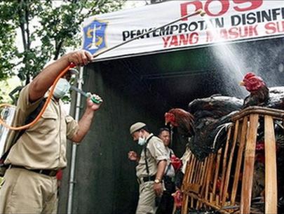 Picture 1 of ASEAN establishes a stock of bird flu medicines