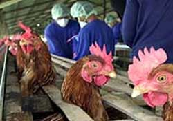 Picture 1 of Asia: 102 million USD for the fight against bird flu
