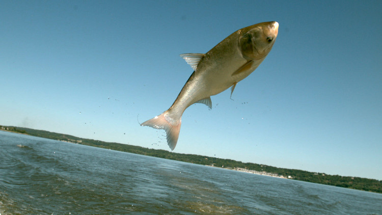 Picture 1 of Asian carp 'invaded' waters in Canada and the United States