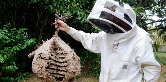 Picture 3 of Asian wasps became the fear of Europe